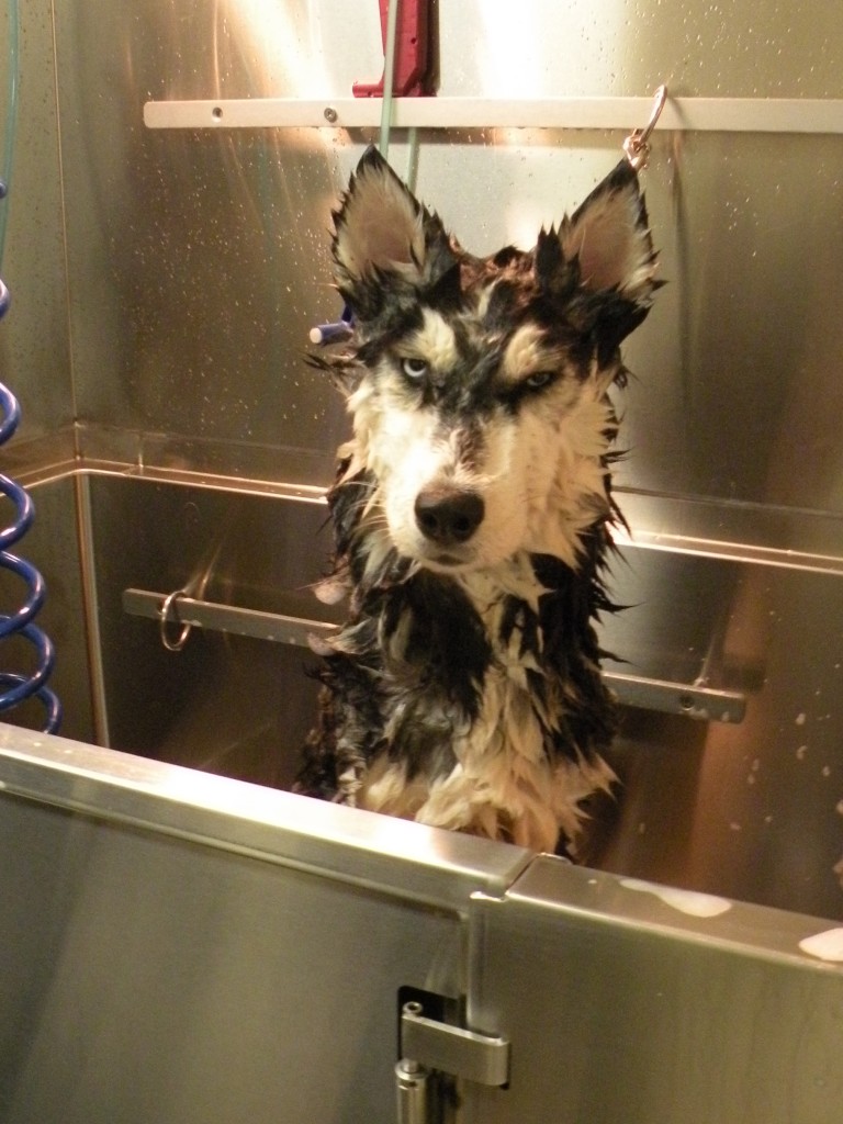 Do it yourself dog wash