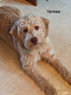 Yankee, our labradoodle male