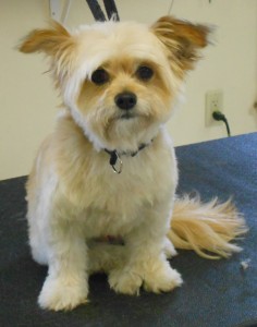 Dog groomer in North Conway, NH