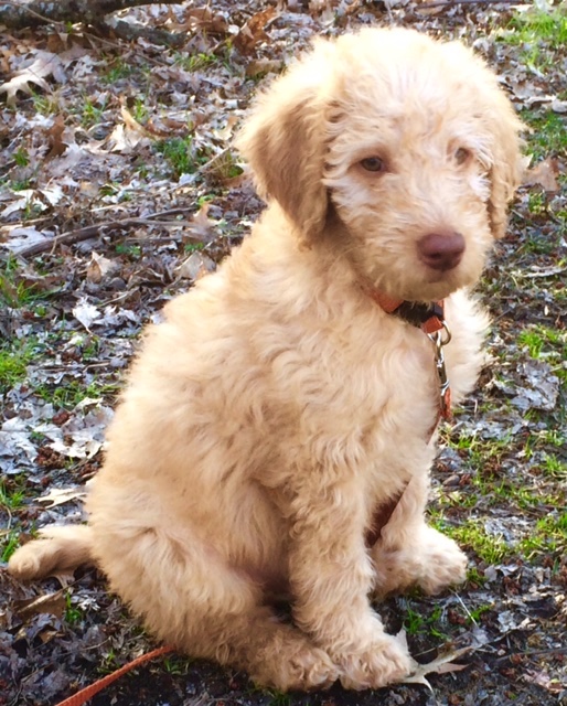 Australian Labradoodle puppies naples florida