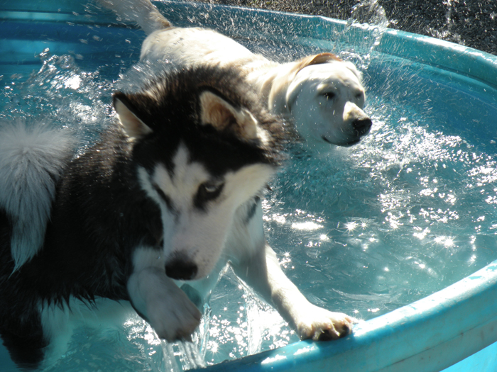 Active dog daycare and playcare