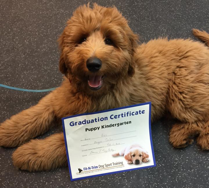 goldendoodle docked tail