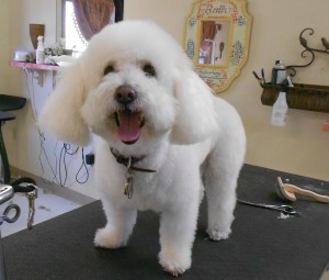 best groomers near me