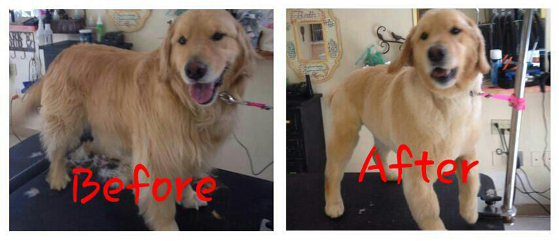 Dog Grooming Before and After
