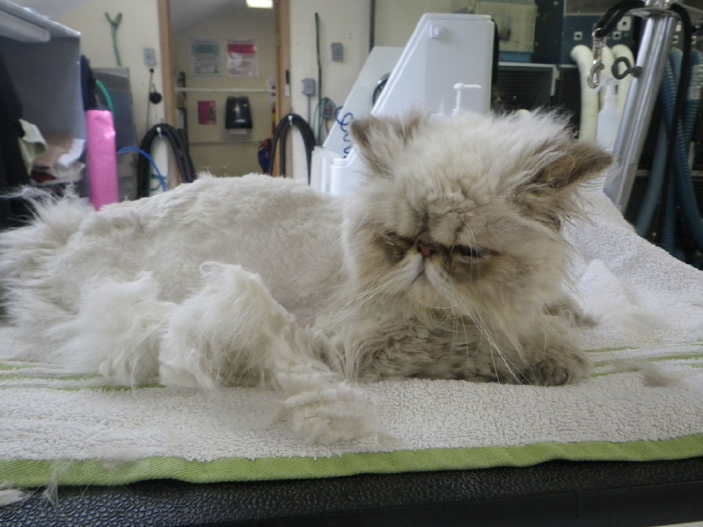 We groom matted cats