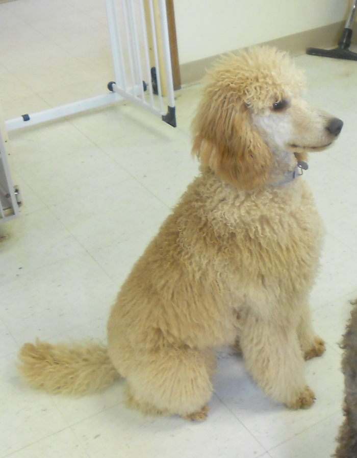 Professional dog groomer Conway NH