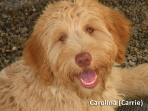 This is Carolina, known as Carrie. Our Goldendoodle mom.