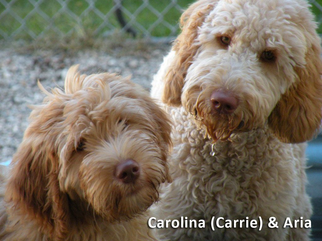 Double Doodle puppies are a mixture of labradoodle ...