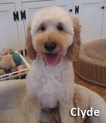 Clyde, our Australian Labradoodle Stud