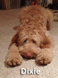 Goldendoodle mother, she makes amazing puppies!