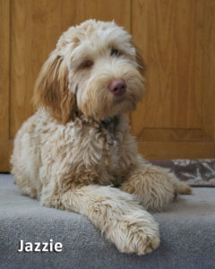 Jazzie the mom Labradoodle