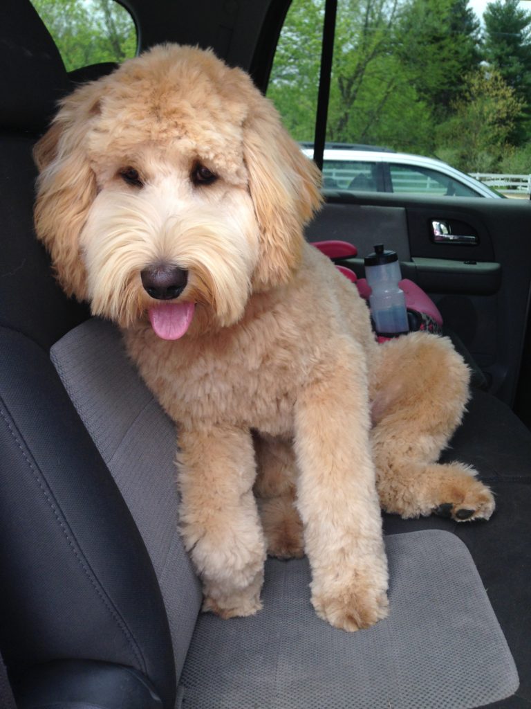 Here's some photos of Baily offered by one of our clients who adopted their Goldendoodle puppy with us.