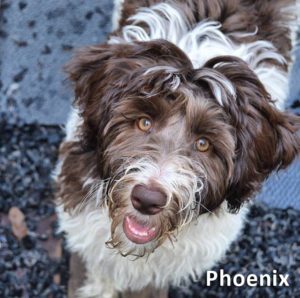 Australian Labradoodle