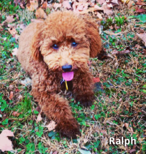 Ralph the dad