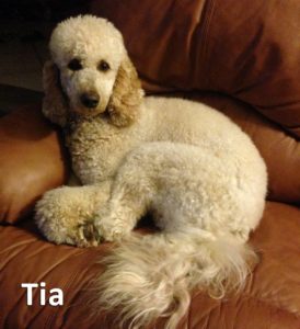 This is Tia our Moyen Poodle