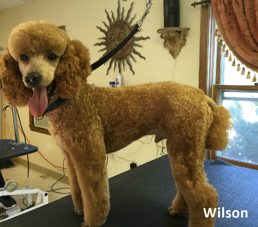 red moyen poodle puppies for sale