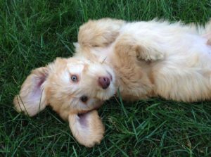 Looking for a goldendoodle puppy?