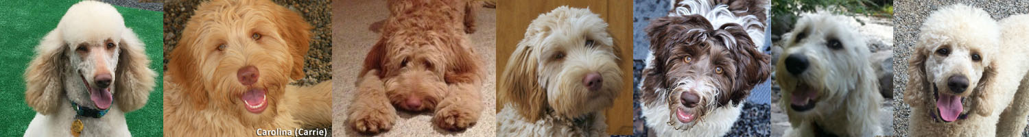 We are a Reputable doodle breeder in Conway NH and Naples FL