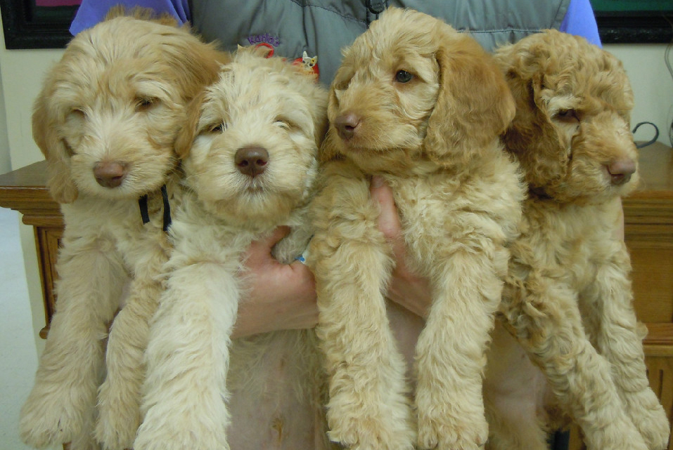 retired goldendoodle for sale