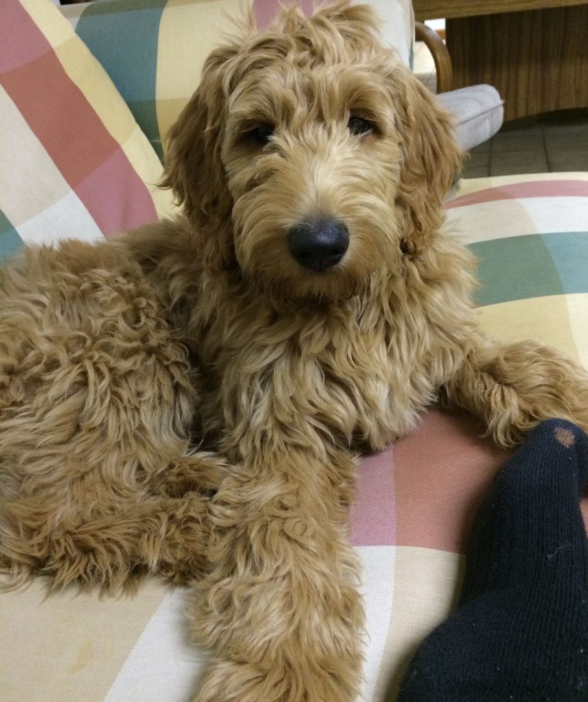 Goldendoodles by Quality Doodle Breeder