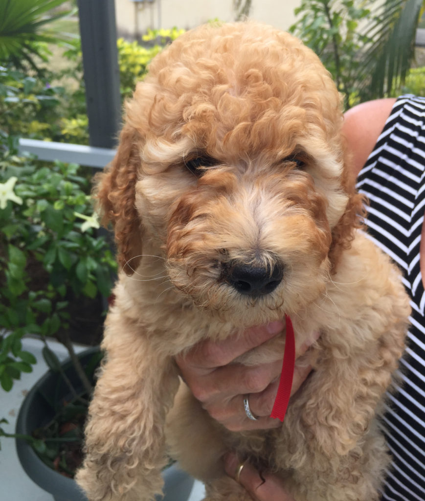 small poodle mixes for adoption