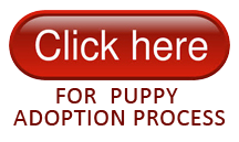 Puppy Adoption Process Karlas Pets