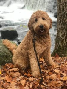 Reliable Goldendoodle Breeder her Dads