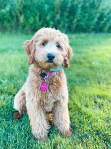 beautiful double doodle puppy