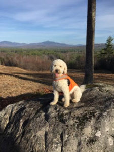 jax goldendoodle breeding dam