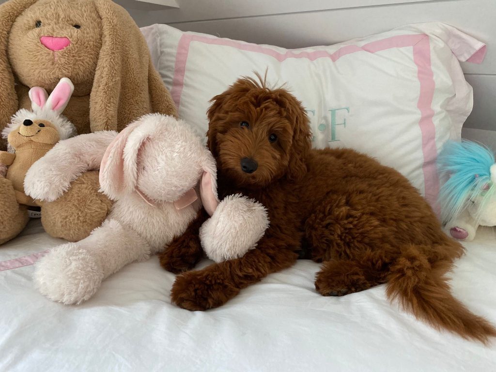 goldendoodle in nh