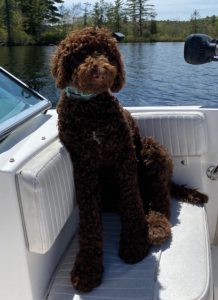 chocolate labradoodle for sale