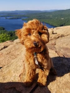 mini goldendoodle nh