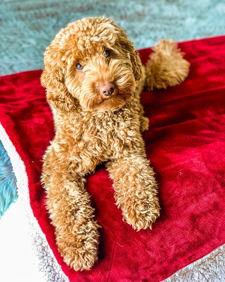 Doodle puppies for sale