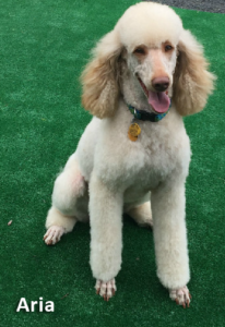 aria the moyen poodle mom new hampshire