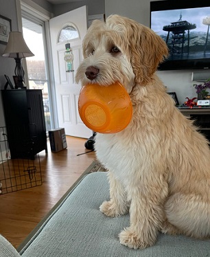 australian goldendoodle puppies for sale new england