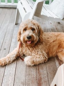 goldendoodle puppies for sale