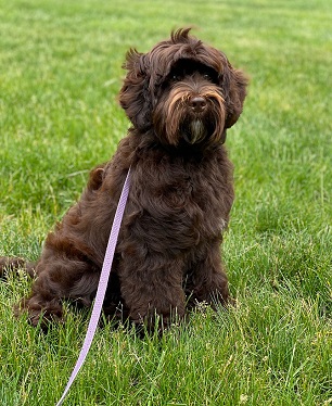 labradoodle puppies for sale new england