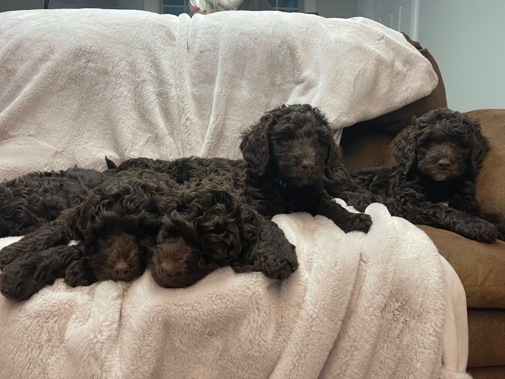 black labradoodle puppies