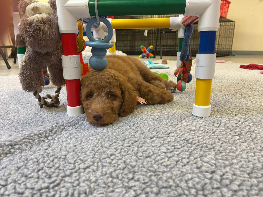 goldendoodle puppies for sale