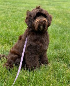 labradoodle for sale NH