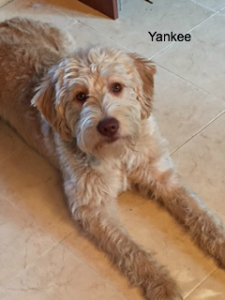 YANKEE-the-labradoodle-dad