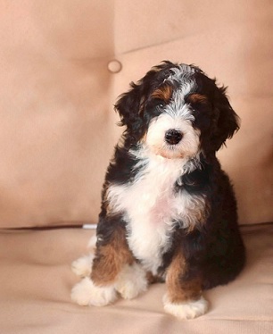 bernedoodle puppies for sale new england