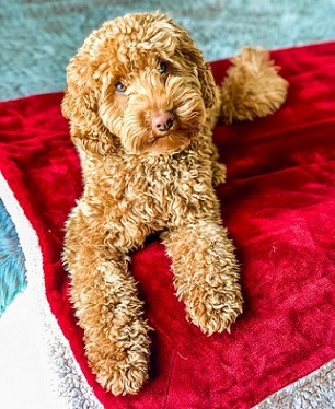 goldendoodle puppies for sale new england