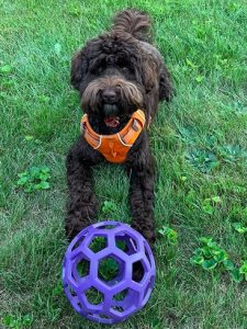 Toy labradoodle for clearance sale