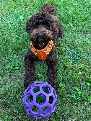 chocolate labradoodle for sale