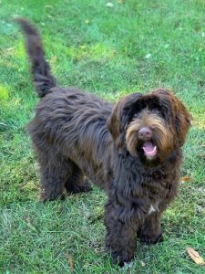 labradoodles for sale maine