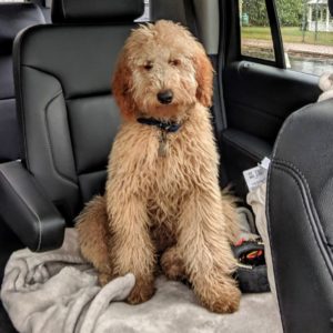 apricot goldendoodle for sale
