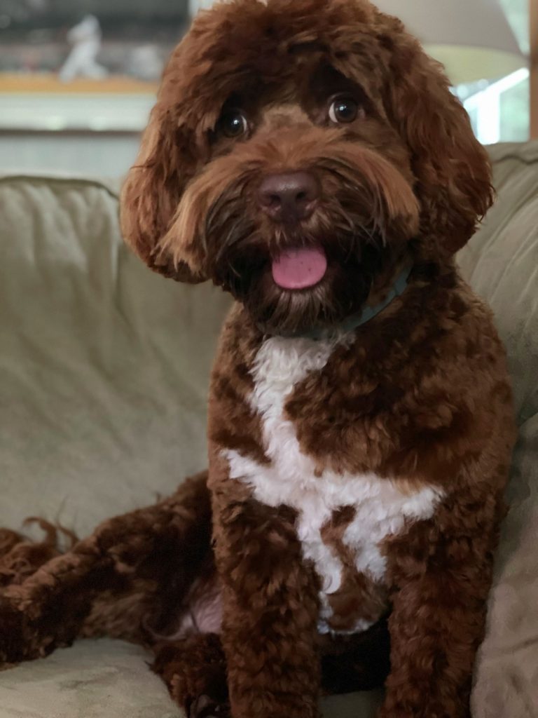 Australian labradoodle puppies new england