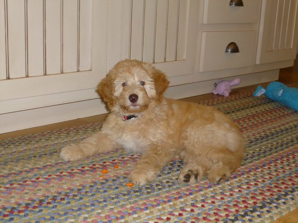 labradoodle puppy price nh