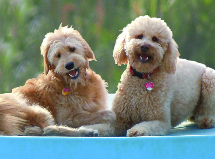 dog daycare and playcare nh